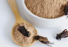 Farinha de grilo promete ser nova fonte de proteína para humanos Farinha e proteína de insetos: avanços e limites no Brasil