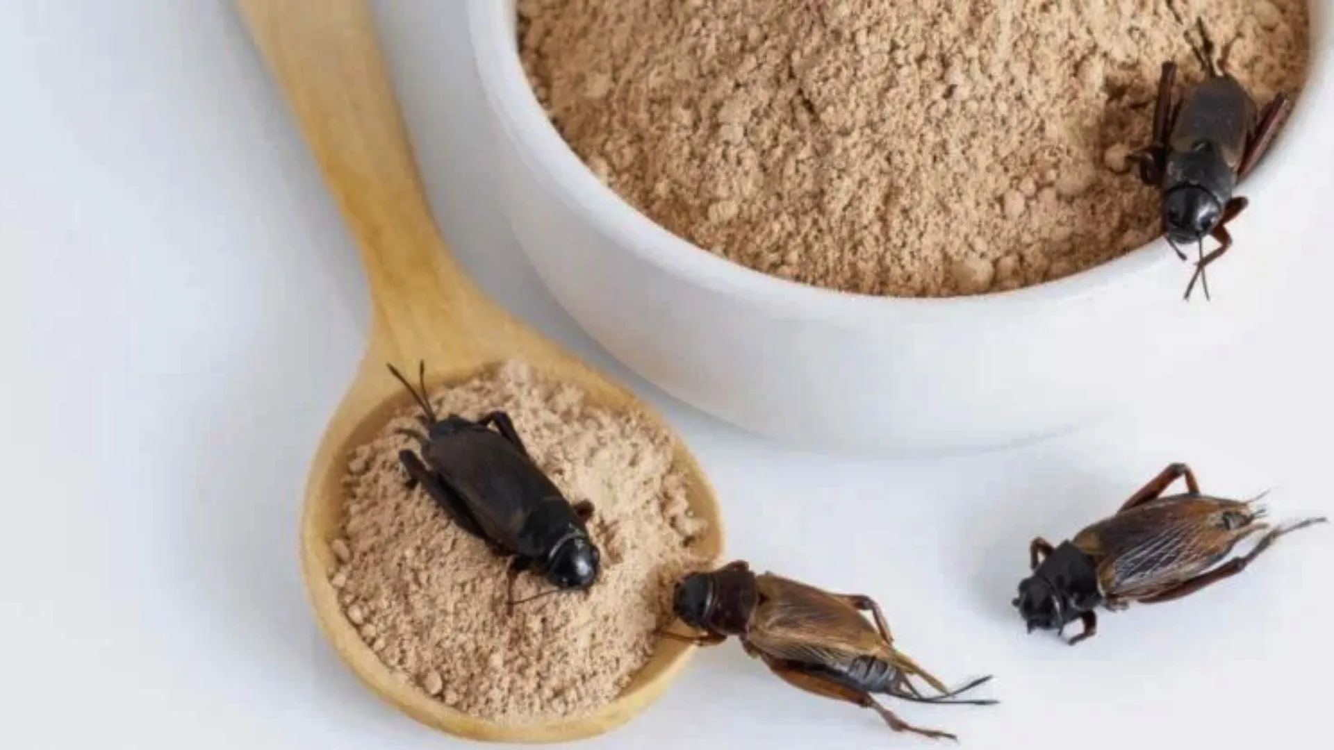 Farinha e proteína de insetos: avanços e limites no Brasil