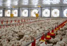 Agricultor tem braço amputado após acidente em aviário no Oeste de SC Agricultor tem braço amputado após acidente em aviário no Oeste de SC