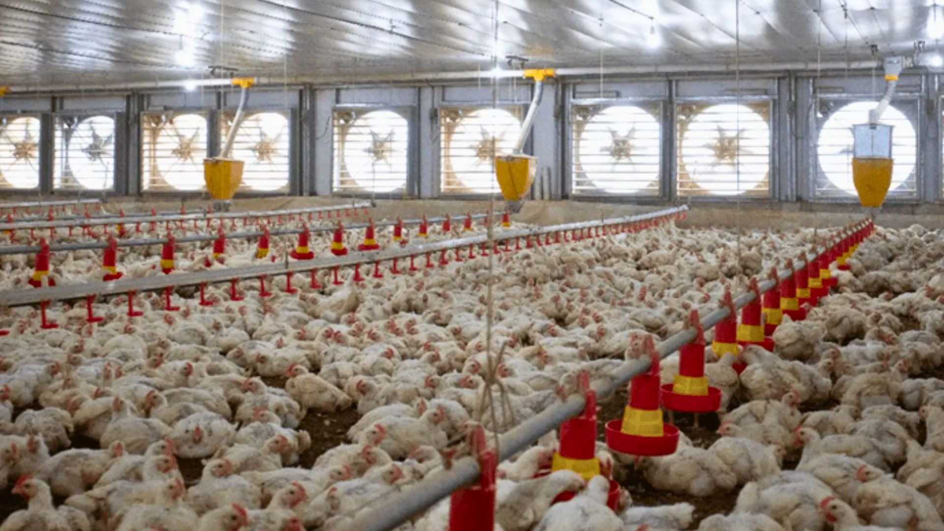 Agricultor tem braço amputado após acidente em aviário no Oeste de SC