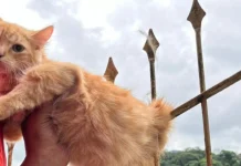 Gato fica gravemente ferido após ser perfurado por cerca de ferro em Joaçaba Gato fica gravemente ferido após ser perfurado por cerca de ferro em Joaçaba