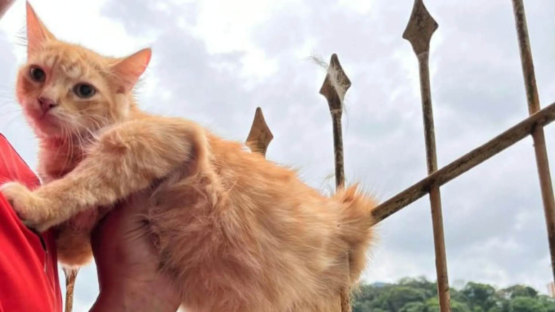 Gato fica gravemente ferido após ser perfurado por cerca de ferro em Joaçaba