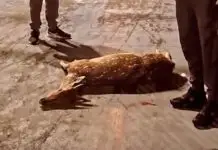 Veado morre em frente à Igreja Matriz de Irani após ataque de cães Veado morre em frente à Igreja Matriz de Irani após ataque de cães