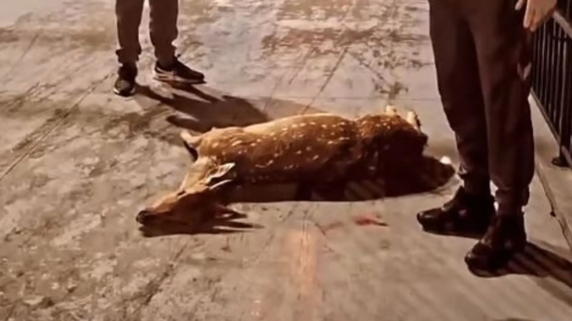 Veado morre em frente à Igreja Matriz de Irani após ataque de cães