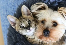 Videira já realizou mais de 1,1 mil castrações gratuitas de cães e gatos Videira já realizou mais de 1,1 mil castrações gratuitas de cães e gatos