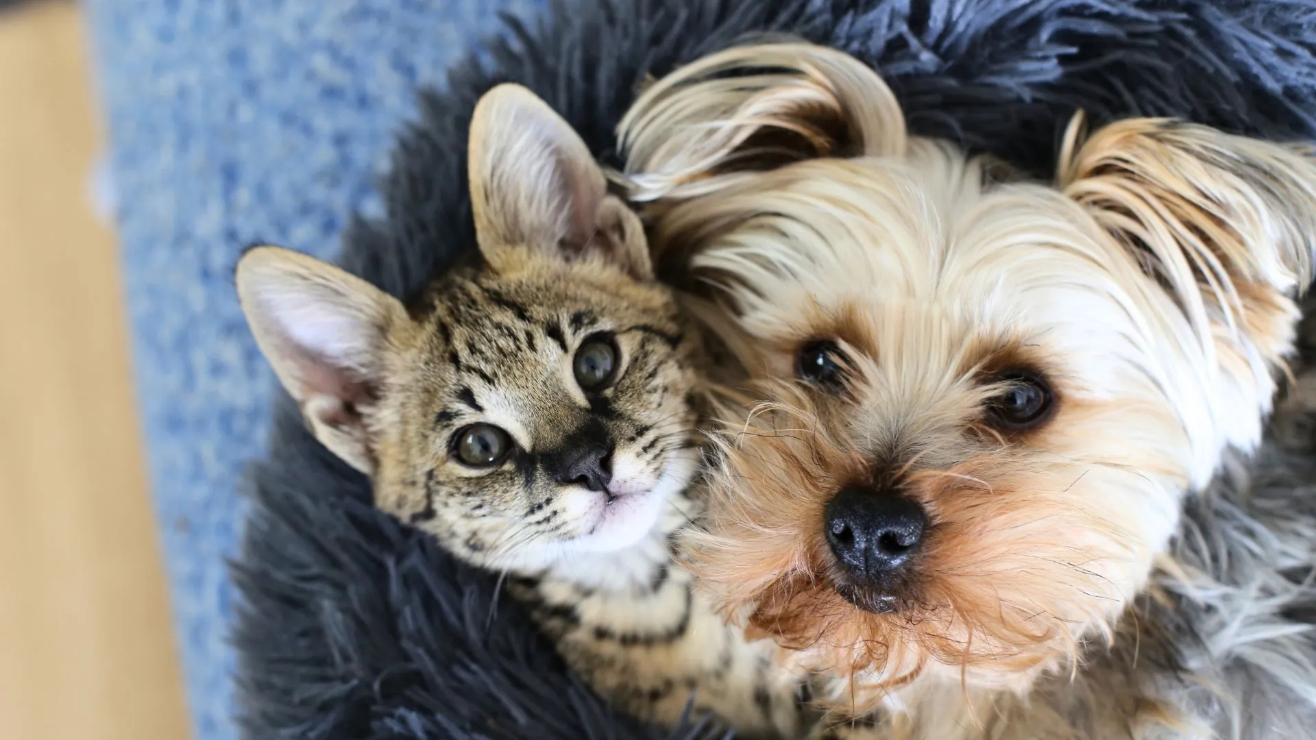 Videira já realizou mais de 1,1 mil castrações gratuitas de cães e gatos