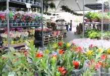 ExpoFlor traz mais de 100 variedades de plantas para lojas do Via Atacadista ExpoFlor traz mais de 100 variedades de plantas para lojas do Via Atacadista