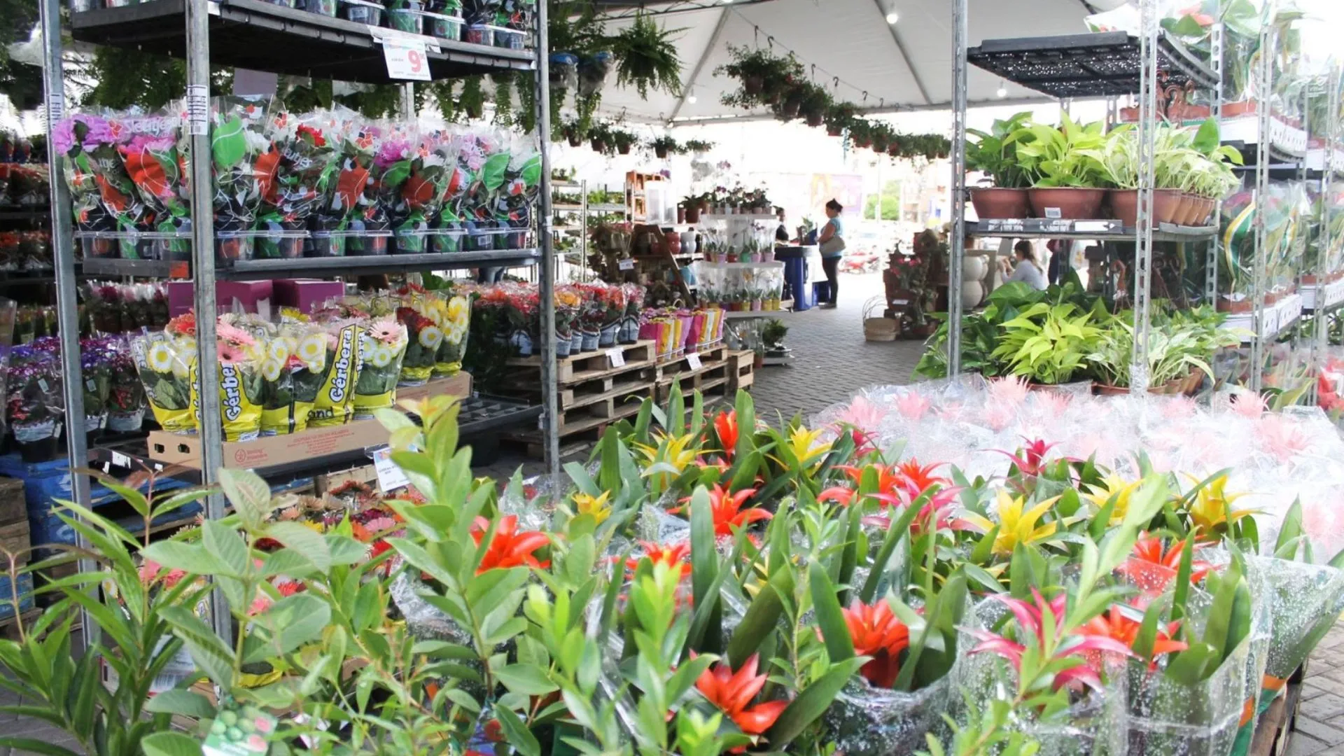 ExpoFlor traz mais de 100 variedades de plantas para lojas do Via Atacadista