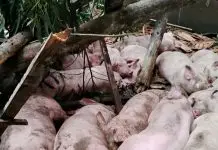Ventos fortes causam estragos e mortes de animais no Meio-Oeste Ventos fortes causam estragos em comunidade do interior de Jaborá