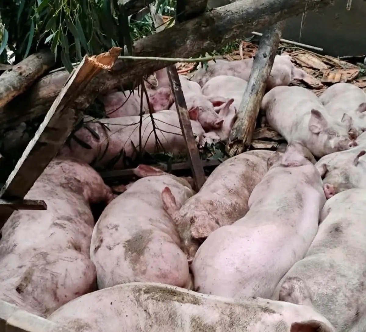 Ventos fortes causam estragos em comunidade do interior de Jaborá