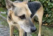 Cachorrinha encontra bebê recém-nascido abandonado em saco de lixo Cachorrinha encontra bebê recém-nascido abandonado em saco de lixo