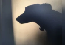 Mulher é condenada por mandar matar cachorro da própria filha em Santa Catarina Mulher é condenada por mandar matar cachorro da própria filha em Santa Catarina