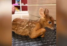 Cervo resgatado após ataque de cães recebe atendimento veterinário Cervo resgatado após ataque de cães recebe atendimento veterinário