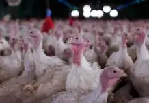 México suspende importação de aves do Brasil após caso em Santa Catarina Caso da doença de Newcastle em SC foi confirmado (Foto: Agência Brasil, Divulgação)