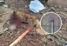 Cachorro é morto a machadadas em cidade do Extremo Oeste de SC Cachorro é morto a machadadas em cidade do Extremo Oeste de SC