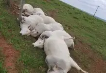 Fio de energia se solta e mata 7 touros em fazenda Fio de energia mata 7 touros e causa prejuízo de R$ 112 mil