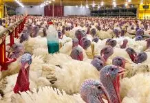 China suspende importações de 14 indústrias avícolas de SC após foco de Newcastle Newcastle: China suspende compra de carne de aves da Aurora, Seara, MBRF e JBS
