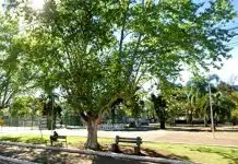 Mãe é levada à delegacia após adolescente ser flagrada com maconha em praça de Canoinhas Mulher é flagrada fumando maconha com a filha adolescente em praça de Canoinhas