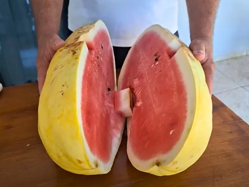 A melancia amarela se destaca pelo sabor e cor vibrante