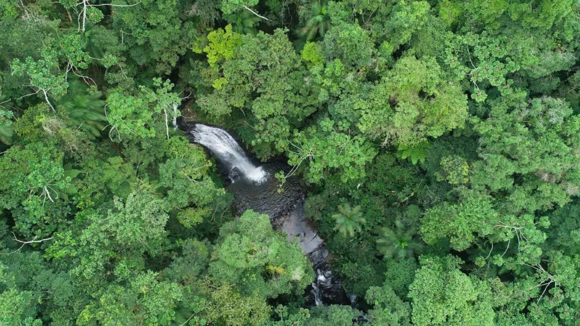 Desmatamento em Santa Catarina cai 39,9% em 2024